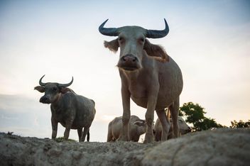 white buffaloes - бесплатный image #304747